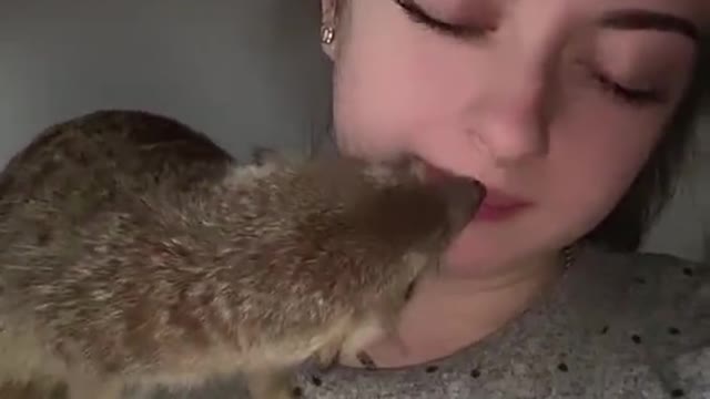 Curious Meerkat Investigates Inside Nostril