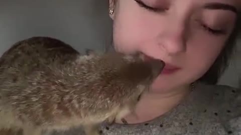 Curious Meerkat Investigates Inside Nostril