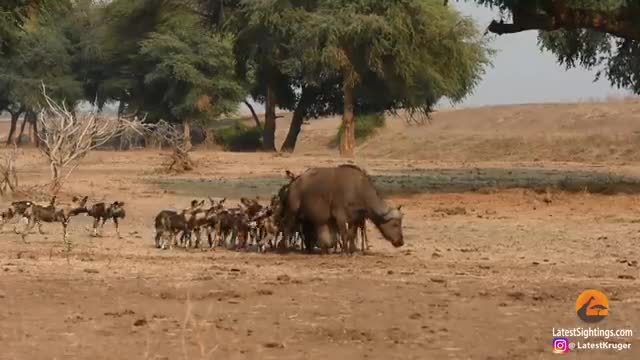 Beautiful Animals - Wild Dogs Pop Huge Pimple on Buffalo