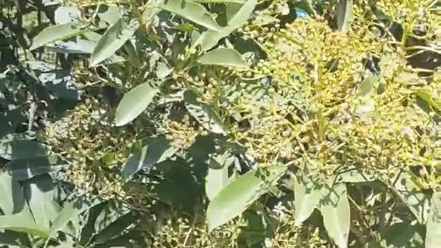 green flowers on tree