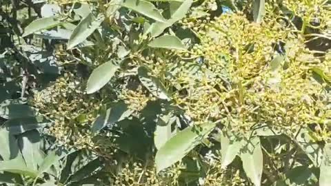 green flowers on tree