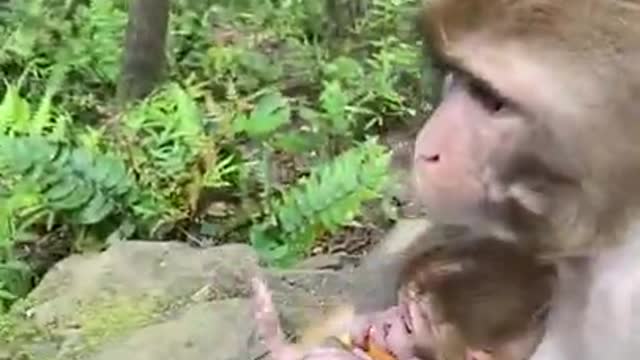 Baby monkey to call mom crying