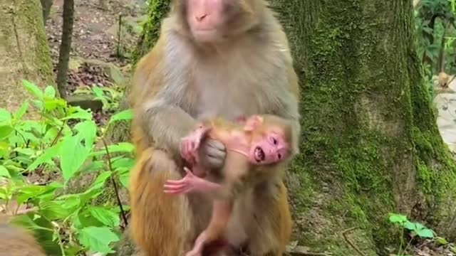 MONKEY
