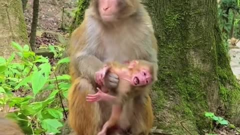 MONKEY