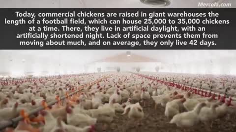 DANGERS OF ANTIBIOTICS IN THE CHICKEN INDUSTRY (MAR 23, 2022)