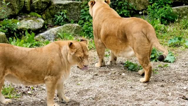 The king of the forest |The Lion|World wildlife|Nature