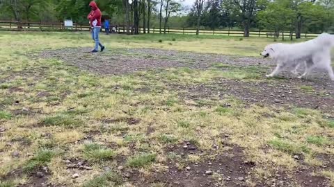 German Shepherd Vs Pitbull..!!! Who Wins??!![OFF LEASH DOG PARK] Part 1