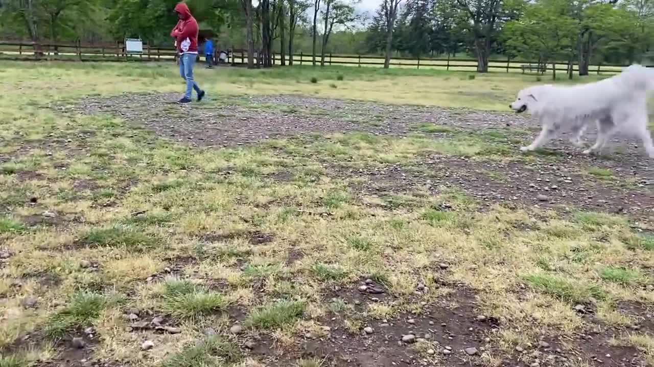 German Shepherd Vs Pitbull..!!! Who Wins??!![OFF LEASH DOG PARK] Part 1