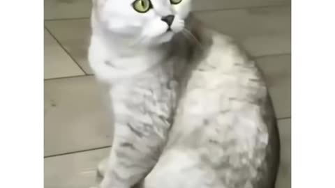 Funny Cat's reaction