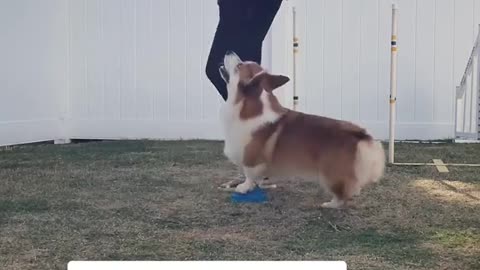 Rear end awareness is esp hard for corgis with their short legs and long backs