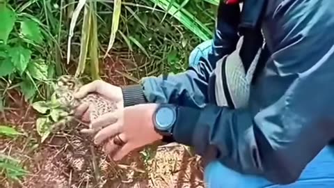 Rescue a Serval 🐱❤️