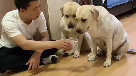 Extremely Amusing Dog Videos