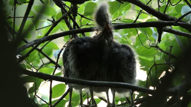 A juvenile one-headed green hexapod.
