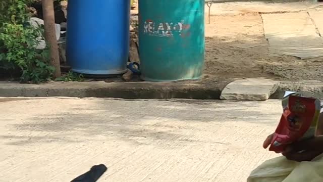 Crow eating