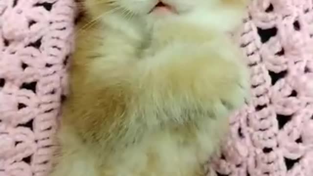Cute & funny cat...🐱_complilation_10_