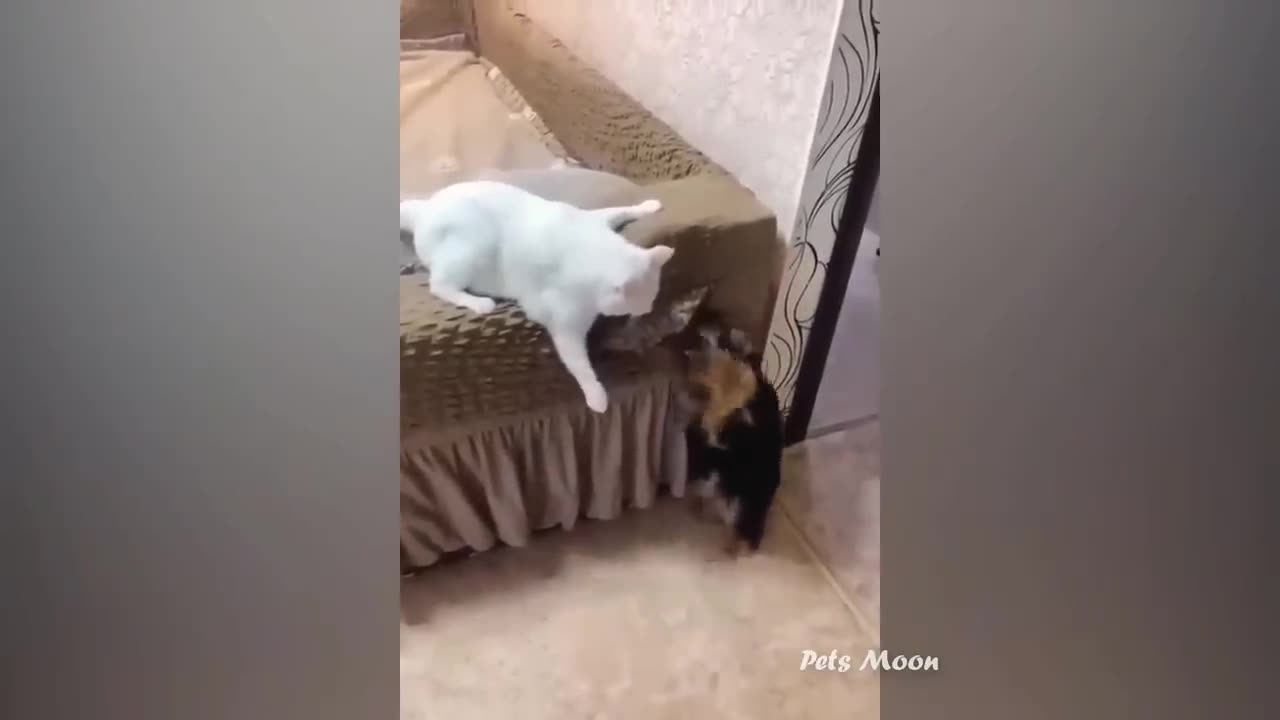 funny cats