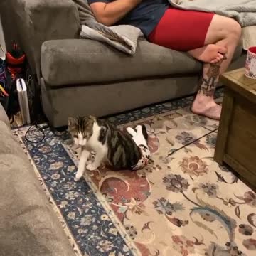 My cat loves to sit with us