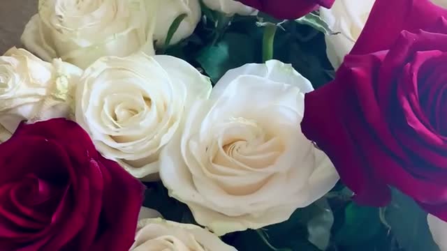 Red and white roses