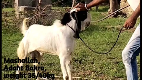 Mashallah bakra available for sale