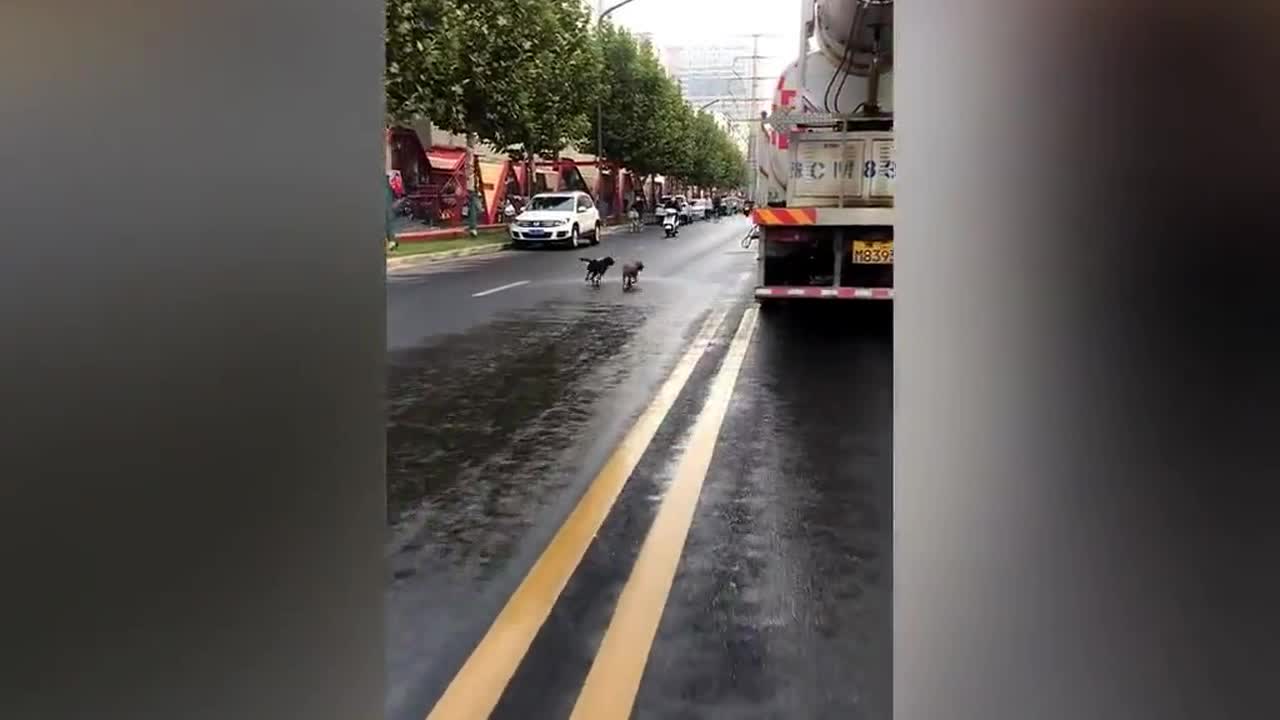 Cars forced to stop as naughty dogs chase street-cleaning vehicle