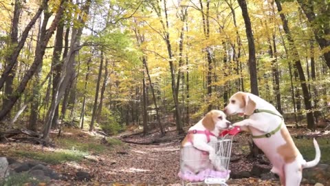 Dogs' Epic Shopping Cart Voyage: Funny Dogs Maymo & Penny