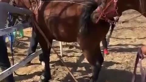 Best wild horses Mare revolutionizing young foals future stallions Horses 55