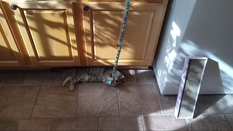 Former Feral Cat Learning to play.