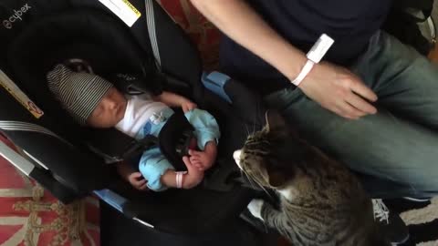 so cute, cats meeting babies for the first time (compilation)