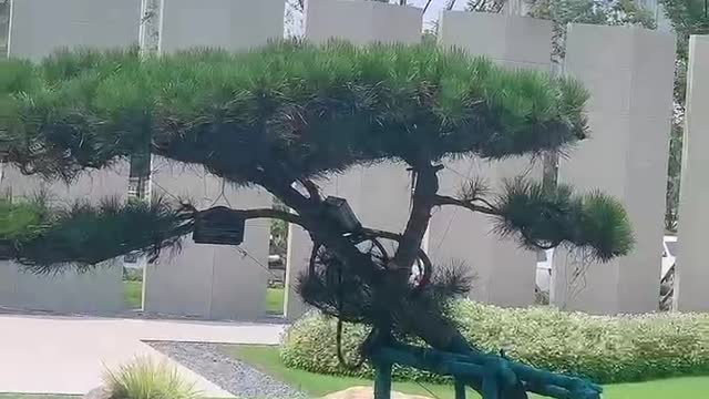 an umbrella-like tree