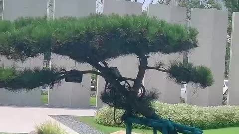 an umbrella-like tree