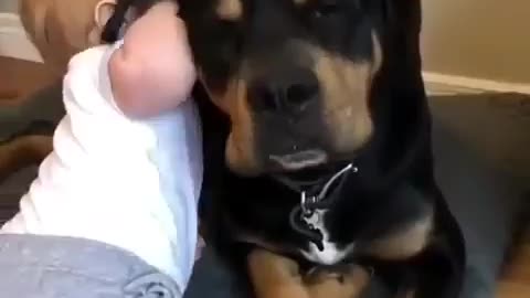 ROTTWEILER SÃO DOCEIS SIM!