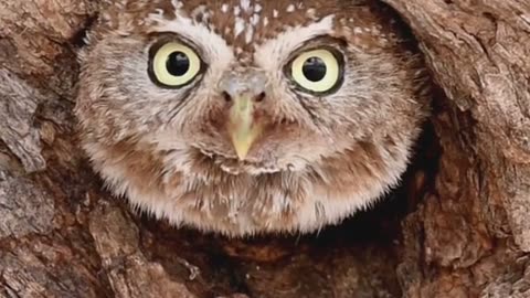 Wildlife