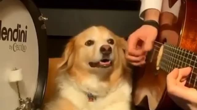 Dog Baja is playing and cute cat and horse riding so girl