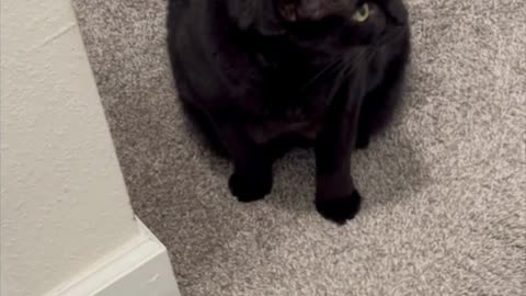 Cute Precious Piper Sweeps the Carpet While Guarding -Adopting a Cat from a Shelter Vlog