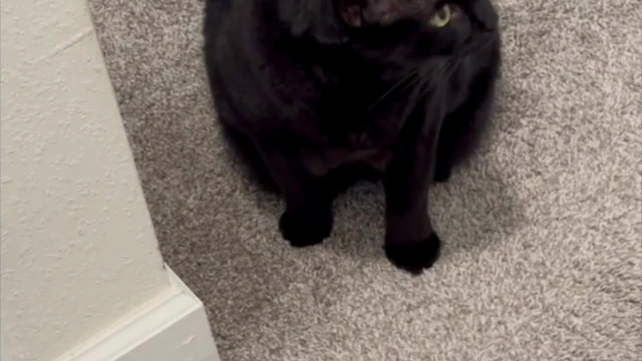 Cute Precious Piper Sweeps the Carpet While Guarding -Adopting a Cat from a Shelter Vlog