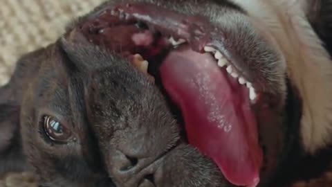 Dog Canine Pet Cute Mammal Domestic Young Friend