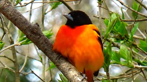 Oriole