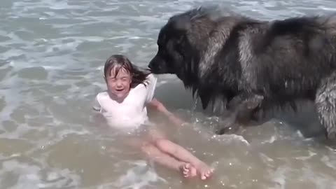 AMAZING Dog Rescues Little Girl From Ocean!