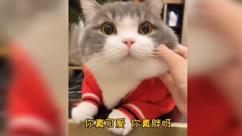 Cat cutee videos