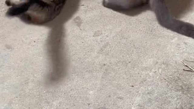 The black cat apologised overnight and said he too had friends from the white cat family