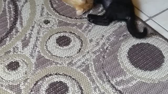 Leo and Loa fighting / rowdy brothers #2 round / cute kittens