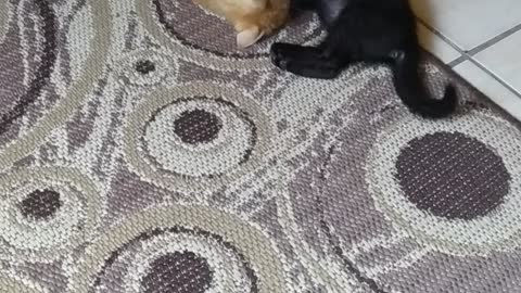 Leo and Loa fighting / rowdy brothers #2 round / cute kittens