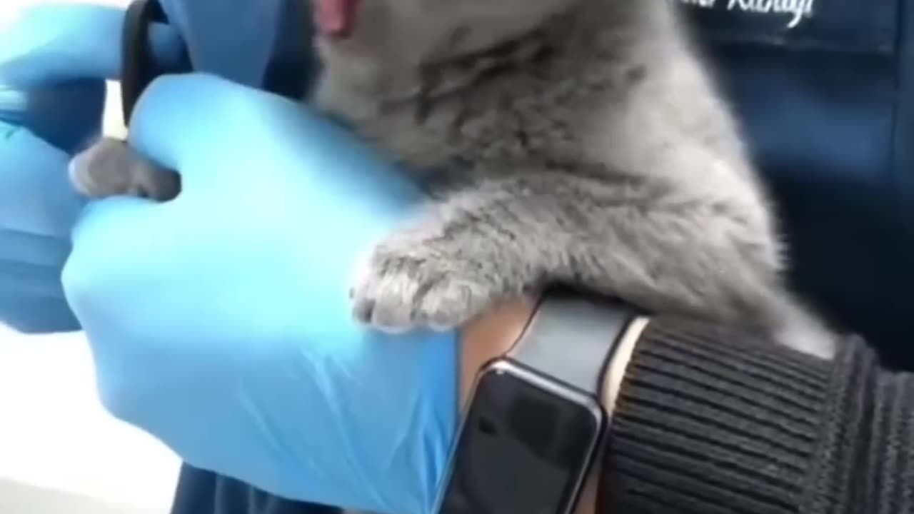 Watch These Disgruntled Cats Get the Most Unusual Beauty Treatment!#syl_vester #funny #ukraine #cat