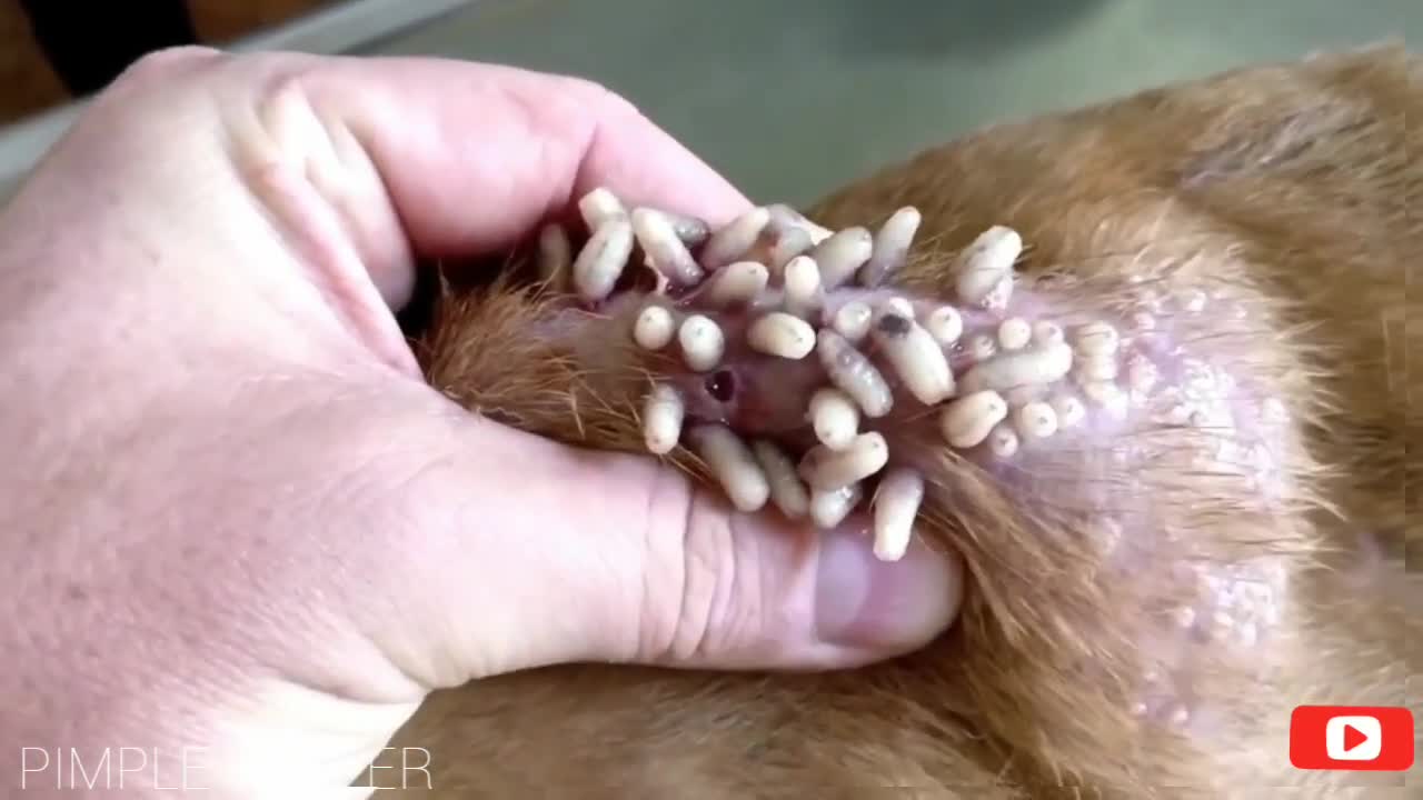 5 Satisfying Animals Pimple Popping Videos