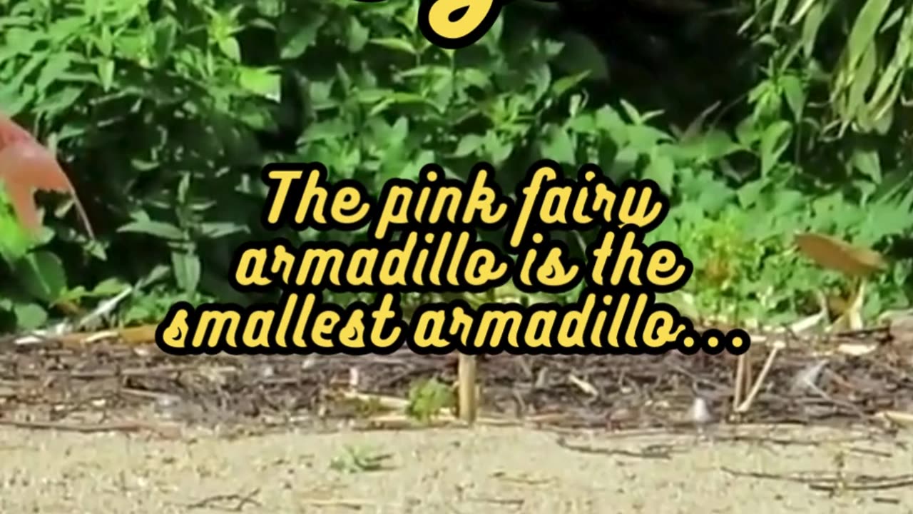 Animal Facts Pink Fairy Armadillo Size #shorts