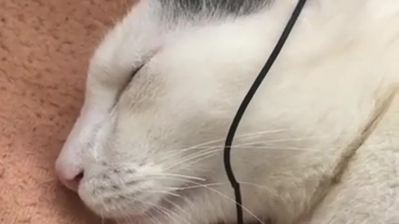Cat listing song and enjoying