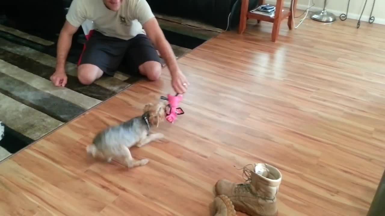 Sliding dog across wood floor