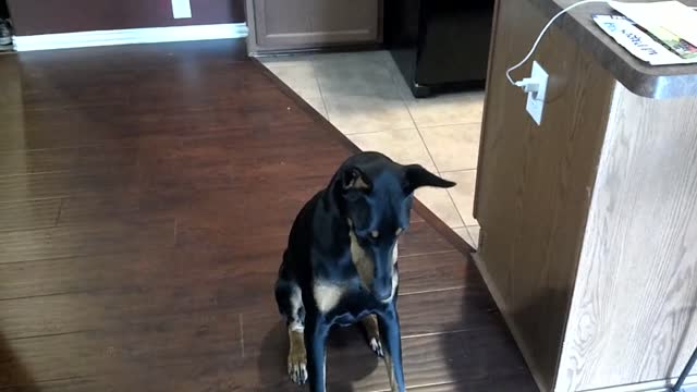 This Is The Smartest Dog in the World