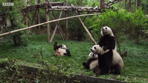 Male Panda's 'Sexercise' Training Regime | BBC Earth