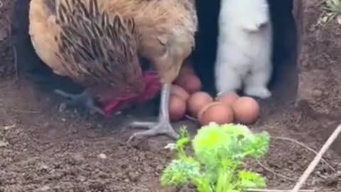 Hen and Rabbit Friendship❤ #shorts #shortvideo #video #virals #videoviral